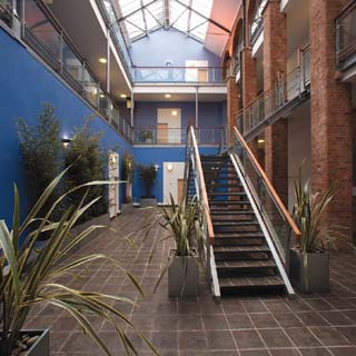 plants