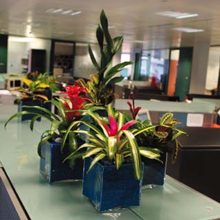 indoor plants
